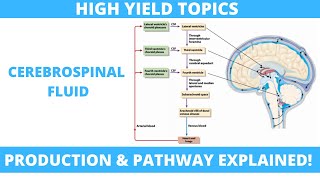 Cerebrospinal Fluid CSF Production and Pathway  HYT  Inspiring Mindz [upl. by Ahsienor233]