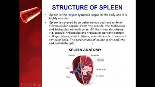 Reticuloendothelial system or Macrophages System  Spleen  Lymph nodes [upl. by Latrena]