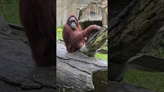 紅毛猩猩Bornean OrangutanTaipei Zoo [upl. by Ttesil]