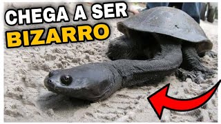 5 Especies de Tartarugas Mais Incríveis e Bizarras do Mundo [upl. by Strephon]