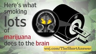 Marijuana Heavy Users Risk Changes to Brain [upl. by Bobbi]