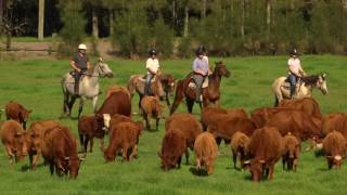 Cattle Droving on Horseback  Glenworth Valley [upl. by Essex]