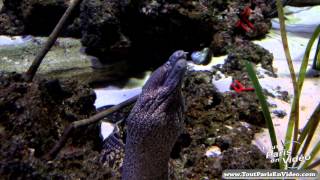 Aquarium de Paris Cineaqua Full HD [upl. by Eimrots]