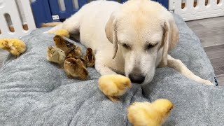 Labrador Retriever Meets Tiny Chicks for the First Time [upl. by Rahas229]