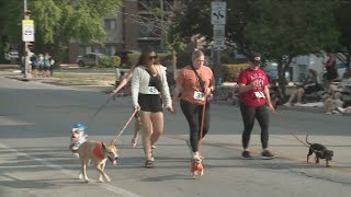 Beaverdale Fall Fest Dog Parade [upl. by Deanne]