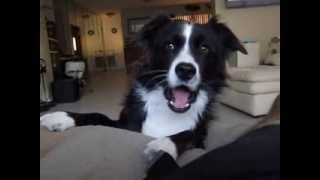 The Talking Border Collie Sadie Part 1 [upl. by Troxell431]