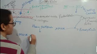 Bradykinin Part1  Pharmacology [upl. by Bathsheba]