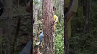 Cut down Treas survivalskills treesresidences respectreaction [upl. by Moorish]