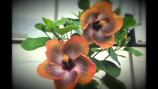 Hibiscus rosasinensis Fifth Dimension [upl. by Relyuc697]