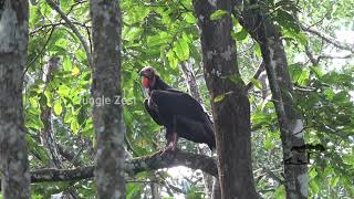 Jungle Zest  Red Headed Vulture [upl. by Acnaiv]