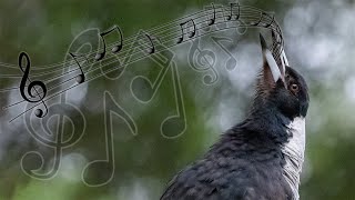 Australian Magpies Singing Compilation  one of the most beautiful bird calls [upl. by Lechar]