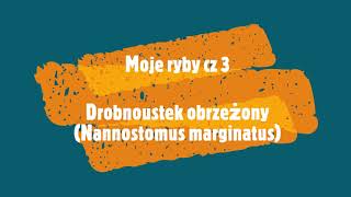 Moje ryby cz 3 Nannostomus marginatus Drobnoustek obrzezony [upl. by Oileduab]