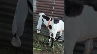 goat gulabi goat farming in India youtube shorts  feed yt trending viral yt shorts 🤩🤩⭐⭐💞💞💞🩳🩳 [upl. by Aihtiekal]