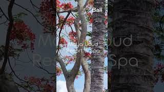 Maya Ubud Resort amp Spa in Bali 마야우붓리조트  화순두부집 사장 부부의 발리여행기  발리 Bali 우붓 ubud [upl. by Fiden]