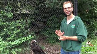 Creature Feature Cinereous Vulture [upl. by Acker]