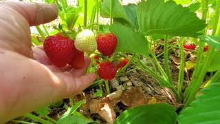 Honeoye strawberry harvest [upl. by Apollus]