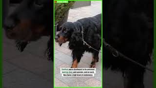 Gordon Setter  What dog breeds are the most popular today shorts [upl. by Lesna]