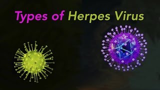 Types of Herpes [upl. by Bil]