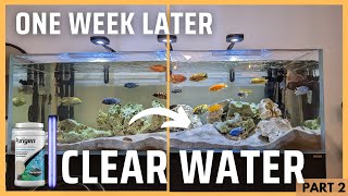 CLEAR water in my African Cichlid tank Results of UVC and Purigen Part 2 [upl. by Sivia]