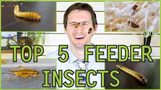 Top 5 Insect Feeders for Reptiles and Amphibians [upl. by Nessy549]