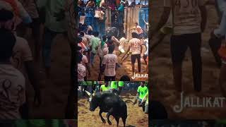 💥💥💥jallikattu manjivirattu vadam theni 👍👍👍👍👍 [upl. by Kepner]