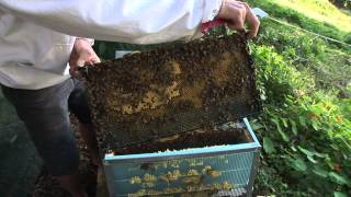 How to keep Bees the basics [upl. by Zoilla]