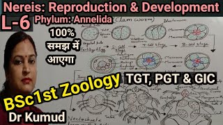 Nereis Reproduction amp Developments in NereisL6 BSc1st ZoologyTGTPGTGICDr KumudSTDBiology [upl. by Fadas]