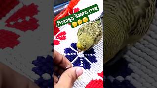 পিকাচুর ইজ্জত শেষ 🤭 Jactok পাখি ভাইয়া budgies shorts jactok [upl. by Eentrok395]