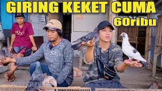 PENJUAL MERPATI MURAH PAKE BANGET [upl. by Kolosick308]