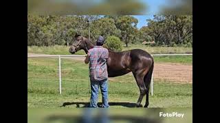 Ravenstone Charming ASHS FOY 2024 Lot 16 [upl. by Ridinger742]