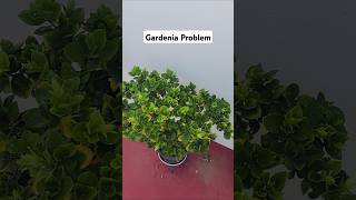 How to Care for Gardenias in Pots gardenia pest viralshorts diseases [upl. by Obau657]