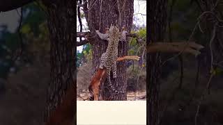 Leopard vs Deer 🦌 in Wildlife Africa animals wildlife lion animals shorts [upl. by Geoffrey]