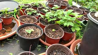 Germinating Strawberry Seeds In Water Then Sowing Them Pineapple Crush Fragaria Vesca [upl. by Kcirde]