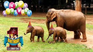 Grand birthday celebration of adorable Twin baby elephants amidst the blessings of the gathering [upl. by Netsoj]