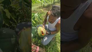 সেরা জাতের পেঁপে fruit agro fruitgarden fruitplants organicagro hoqueagro garden [upl. by Rammaj]