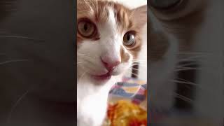 shortvideo cat mycatchannel funny catchannel yourcat funnycats petschannel yourpet [upl. by Sinnek372]