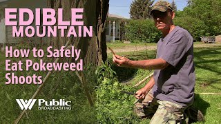 EDIBLE MOUNTAIN  How To Safely Eat Pokeweed Shoots [upl. by Mensch629]