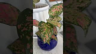 Aglaonema plant music spotify [upl. by Nwahsear]