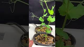 30 Days in 59 Seconds Hydroponic Peas Timelapse [upl. by Trojan873]