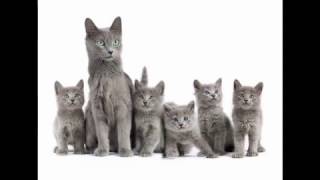 Nebelung Cat and Kittens  History of the Nebelung Cat Breed [upl. by Tjaden]