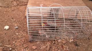 Big cheese multi rat trap with 4 caught evil rats [upl. by Mariann]