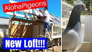 Homing Racing Pigeon 2018 Update 5 [upl. by Kotta]