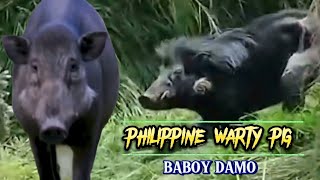 PHILIPPINE WARTY PIG  SUS PHILIPPENSIS  BABOY DAMO [upl. by Uno959]