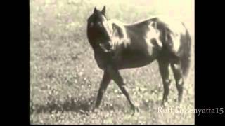 Man O War Rare Video [upl. by Saphra]