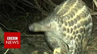 Rare footage of wild giant pangolins  BBC News [upl. by Lletram]