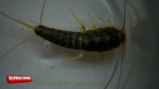 Exploring Silverfish under a Microscope [upl. by Josee]