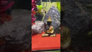 Small planted tank shorts youtubeshorts [upl. by Angy411]