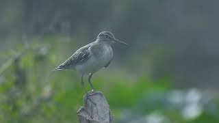 Wood sandpiper  4K UHD VideoTanzanian Birds [upl. by Saideman488]