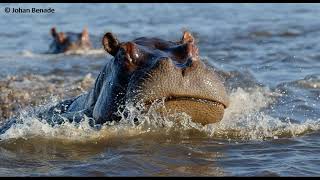 Hippo charges and attacks boat motor [upl. by Petua]