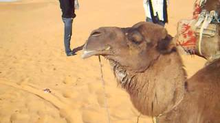 Camel in heat Dromedario in calore [upl. by Ykroc80]